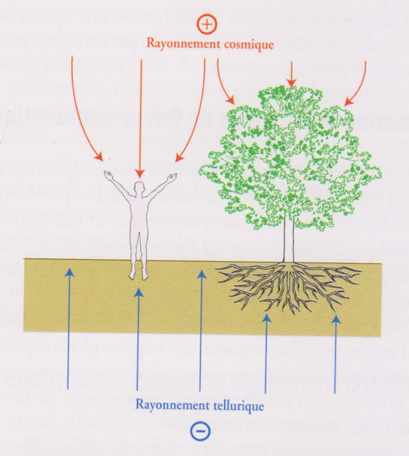 Energie cosmique & énergie tellurique, vues par l'humain & l'arbre.