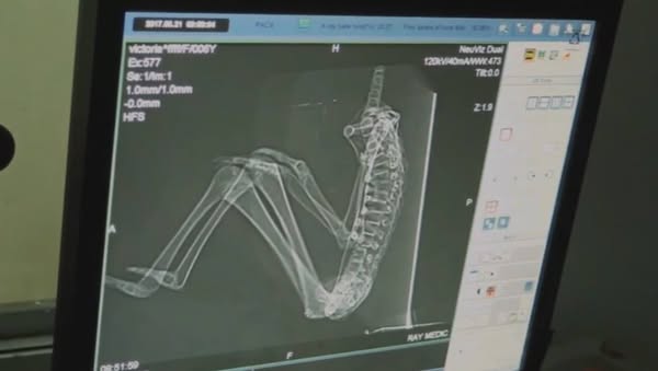 Entité biologique extraterrestre de petite taille à trois doigts aux mains & aux pieds.