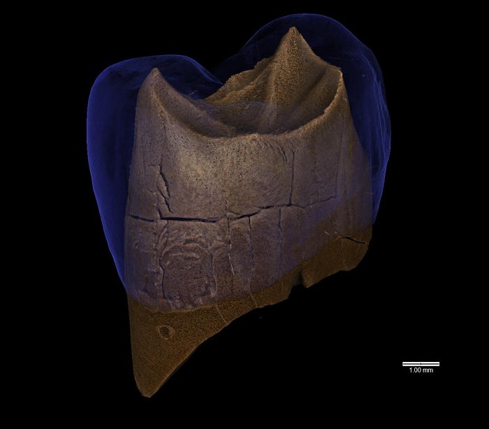Dent d'un épicurien de Cracovie (Grotte de Stajnia, Pologne)