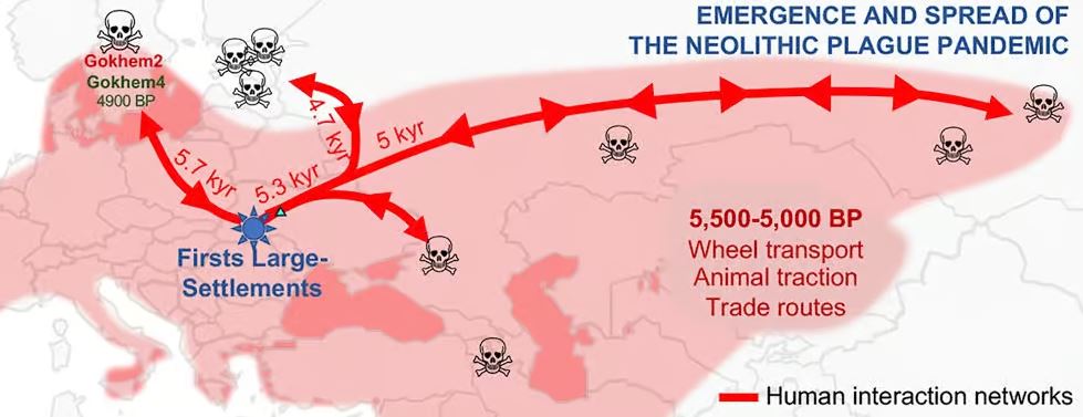 Modélisation d'une épidémie de peste en Europe et en Asie.