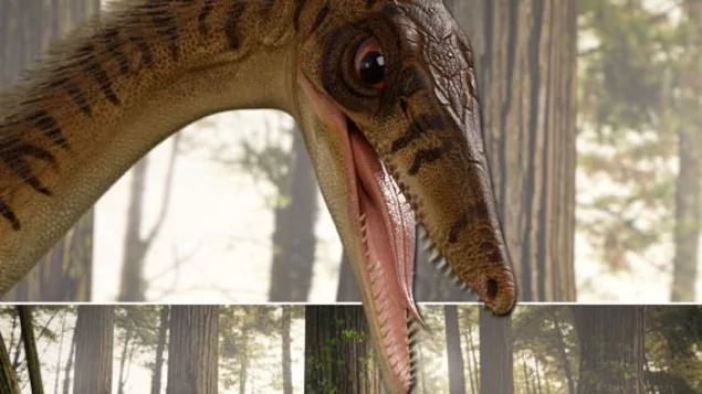 Erythrovenator jacuiensis