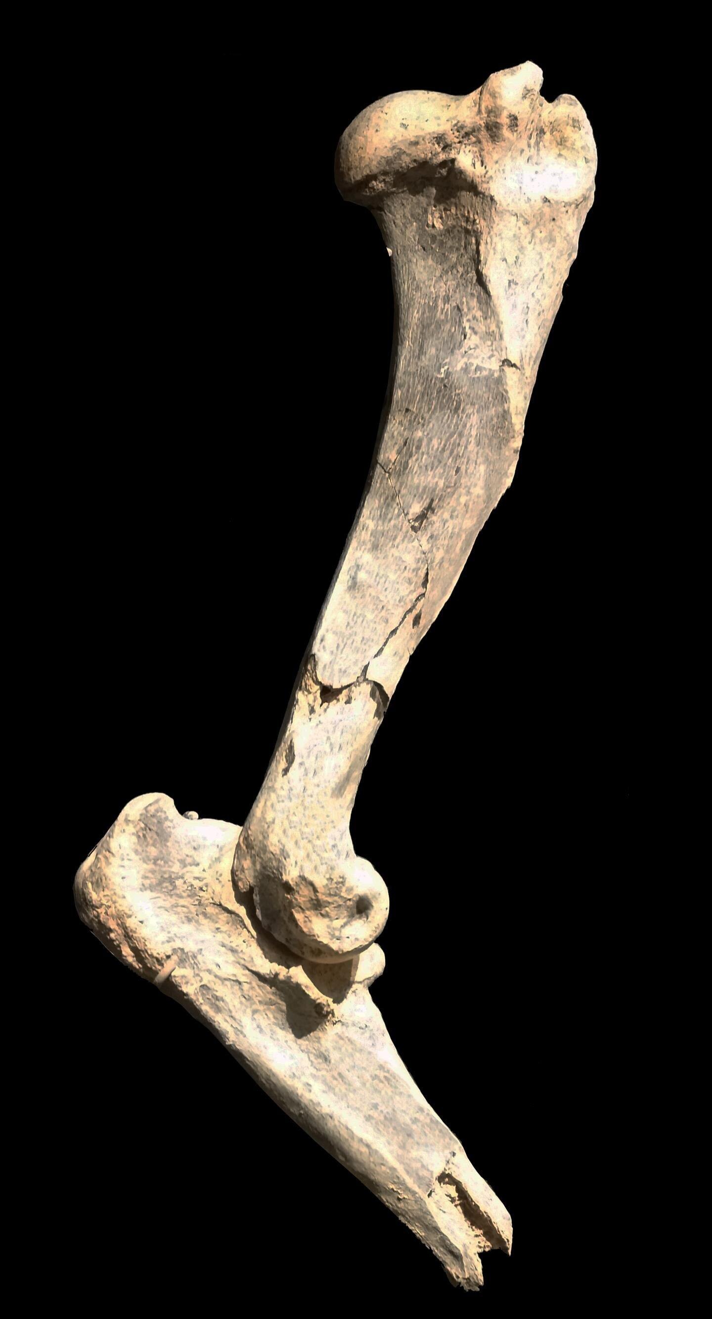 Humérus d'un félin à dents de sabre (Machairodus lahayishupup).