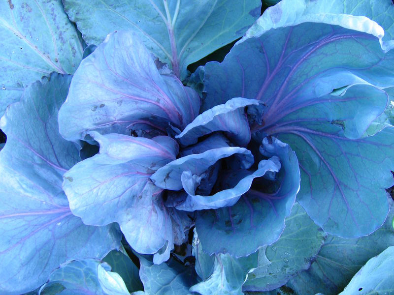 Fleur bleue