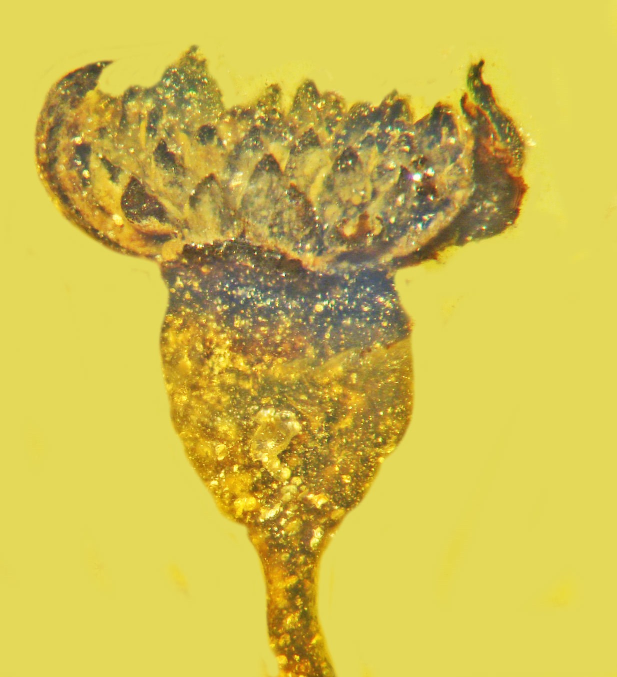 Fleur Valviloculus pleristaminis