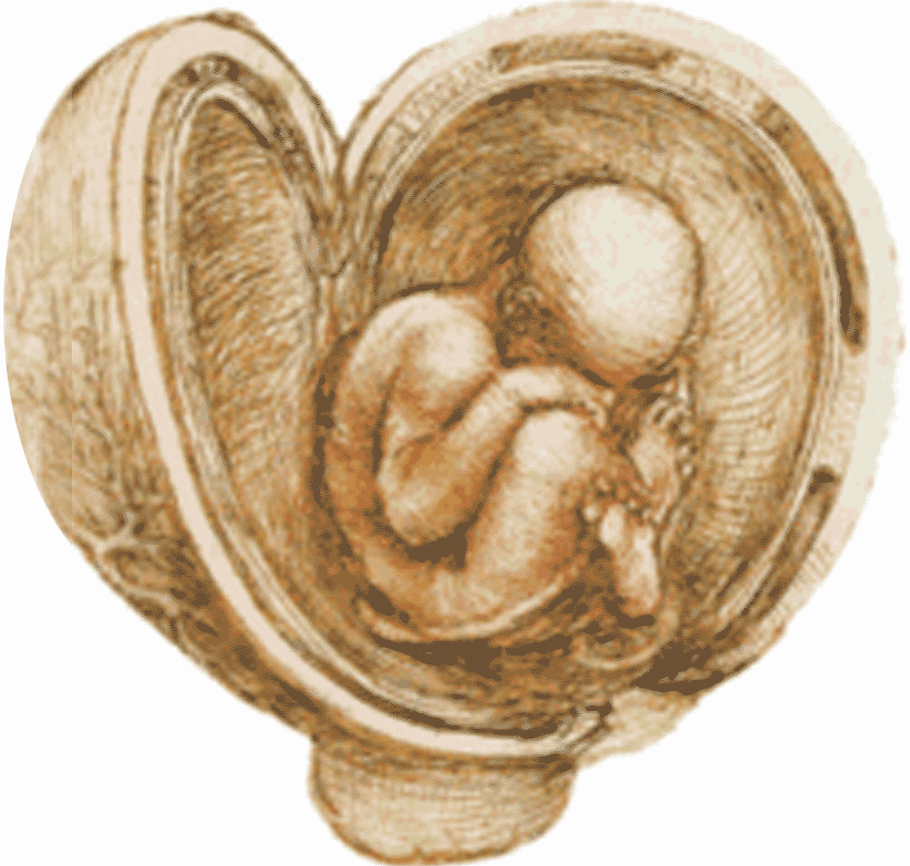 Foetus dans l'utérus, selon Léonard de Vinci