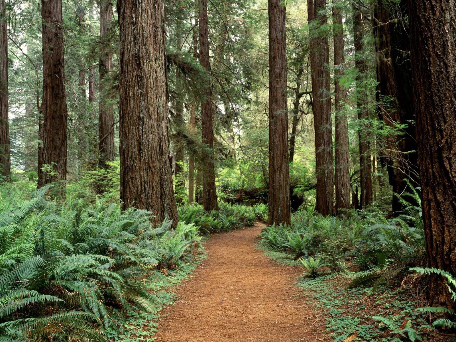 Forest Olympic National Washington