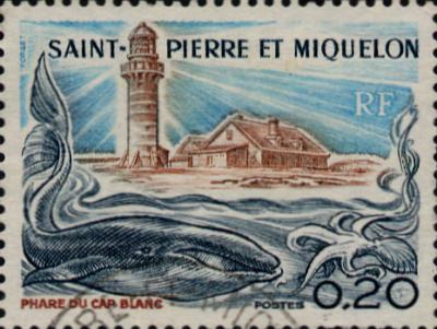 Giant squid ou calmar géant