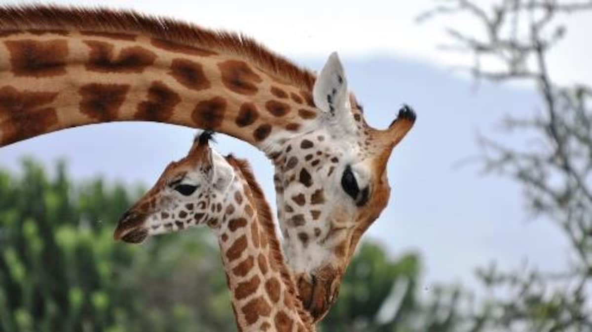 Une mère girafe de Rotschild s'occupant de son bébé.