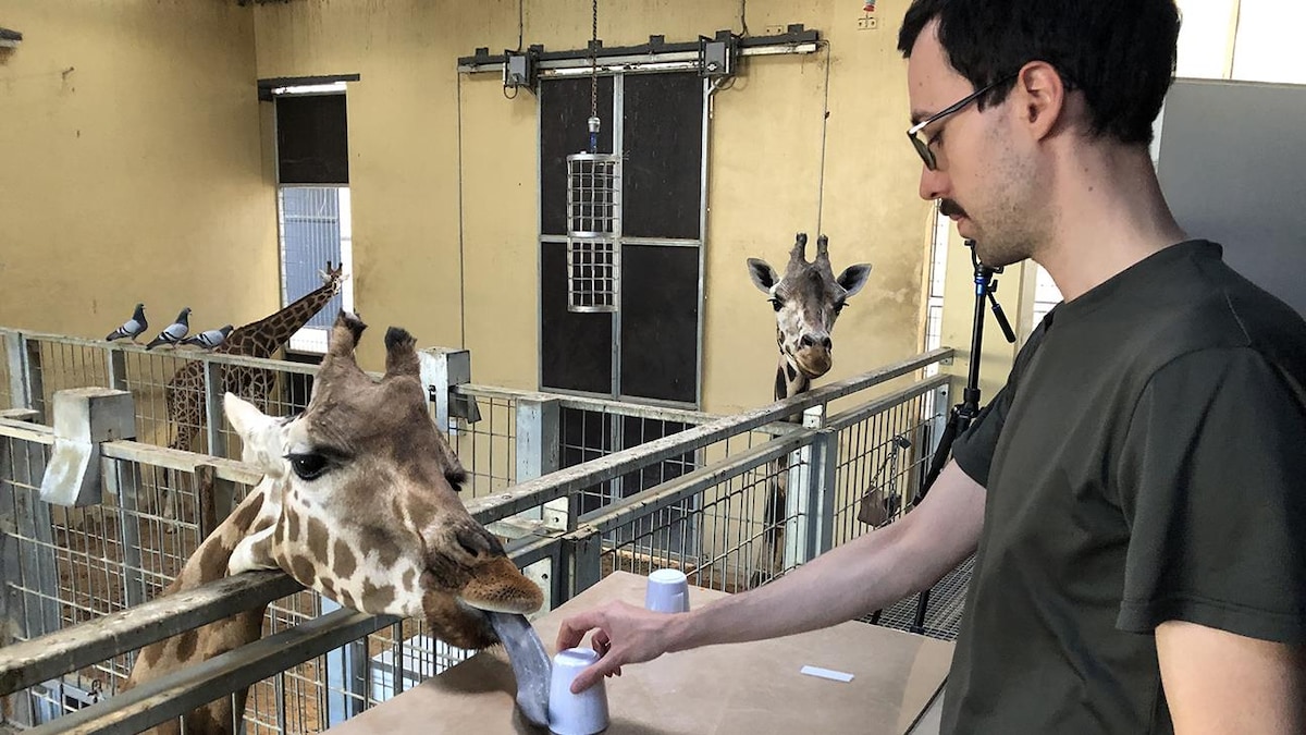 Alvaro Lopez Caicoya donne à manger à une girafe en cage.
