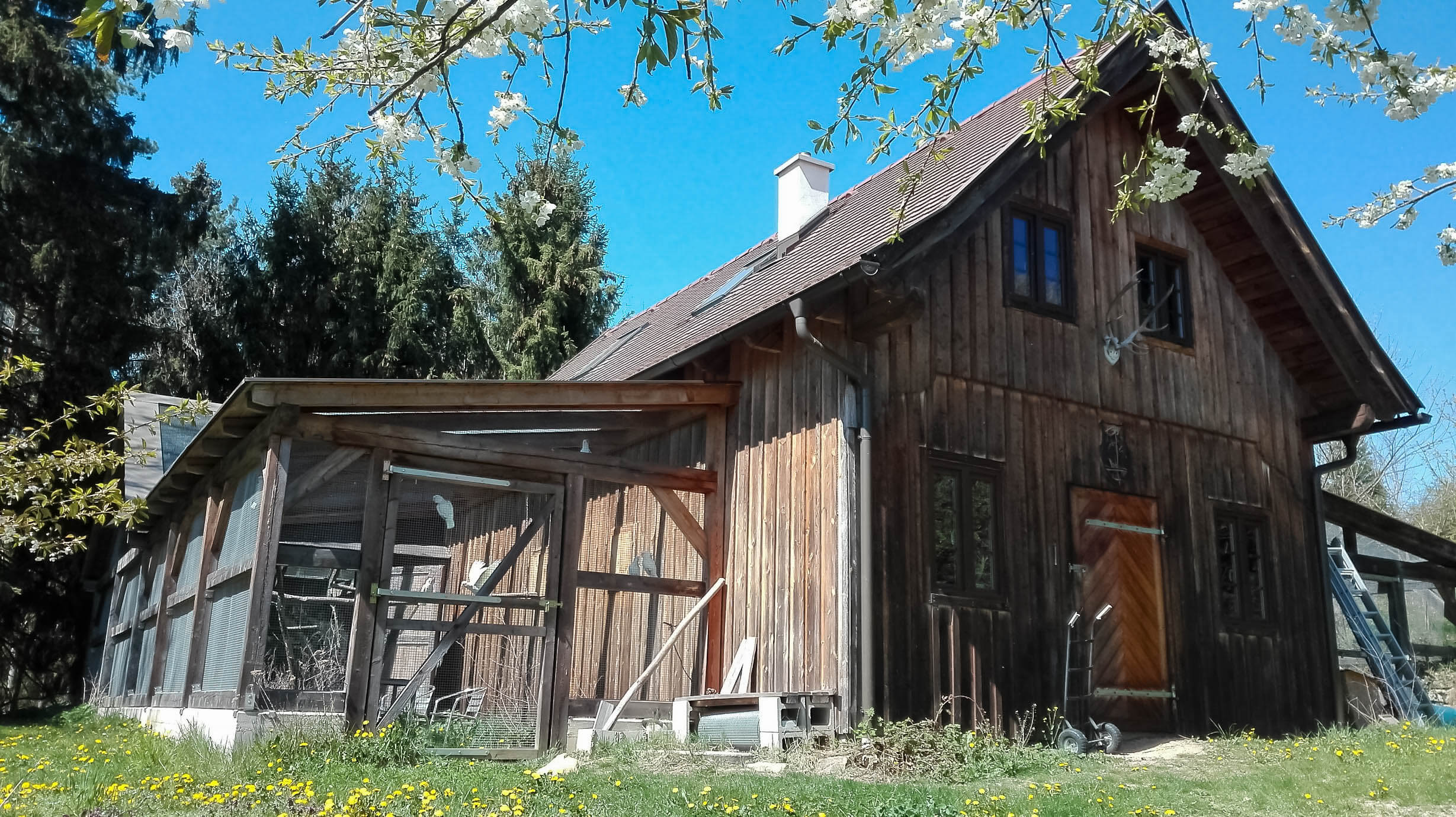 Maison des cacatoès de Goffin en Indonésie.