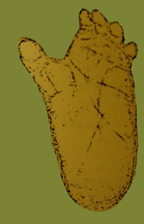 Empreinte de gorille