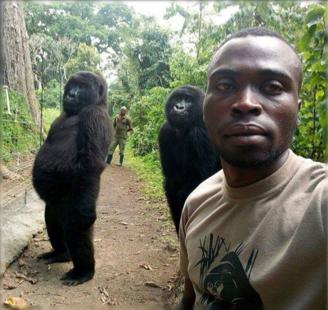 Gorilles de Virunga