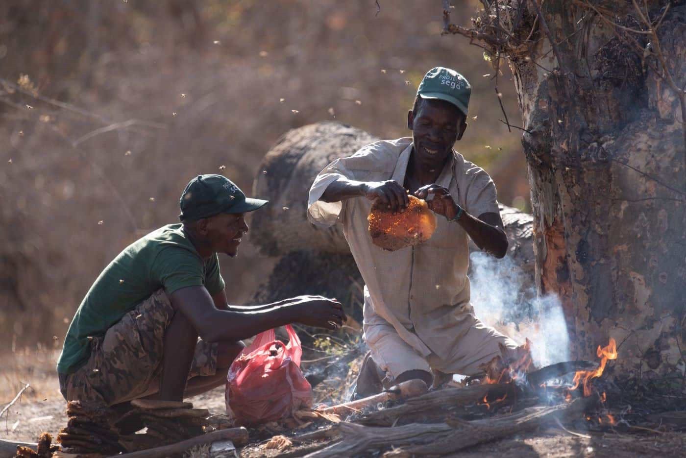 La récolte du miel par des membres de la tribu Yao.