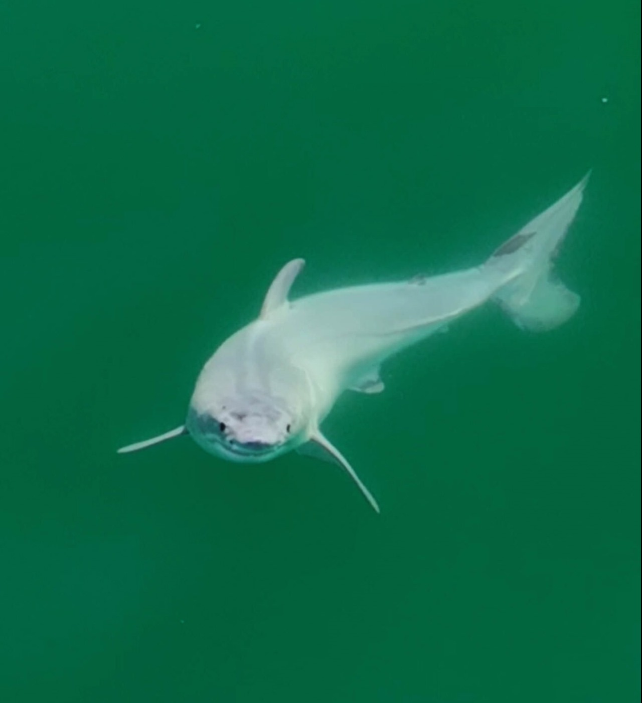Un nouveau-né Grand requin blanc