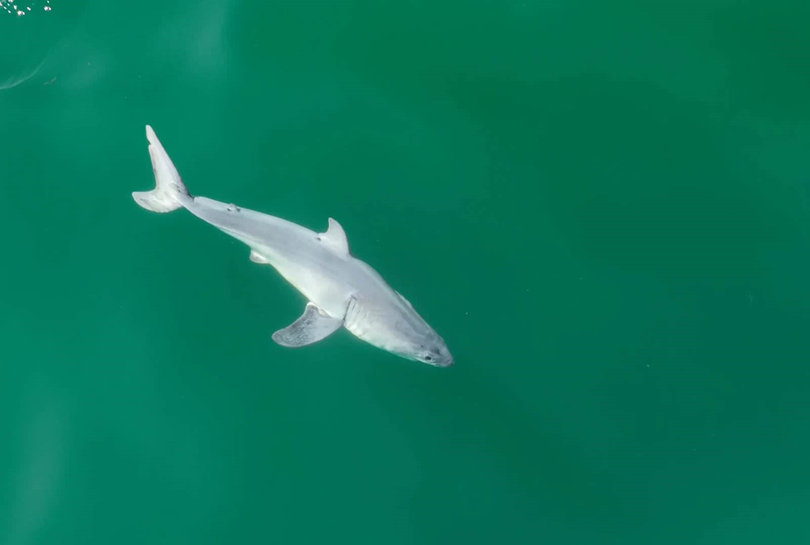 Un nouveau-né Grand requin blanc