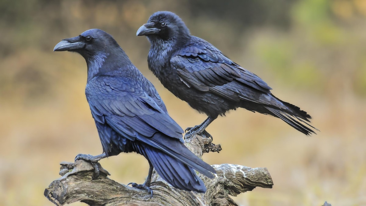 Couple de grands corbeaux sur des branches.