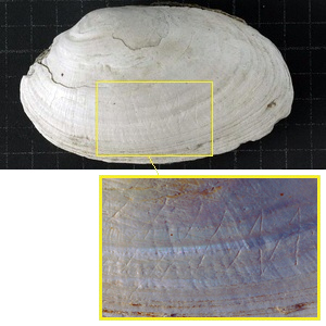 Gravure sur une coque de moule à Java en Indonésie, vieux de 430 000 à 540 000 ans.