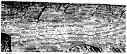 Os d'Hatherium (sorte de lamantin, mammifère marin) incisé, entaillé.