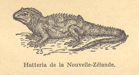 Hatteria ou Tuatara
