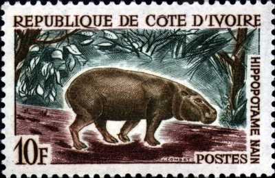 Hippopotame nain