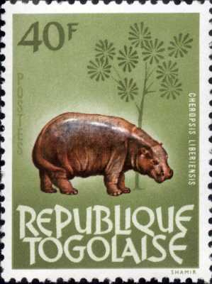 Hippopotame nain