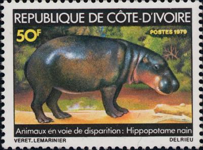 Hippopotame nain