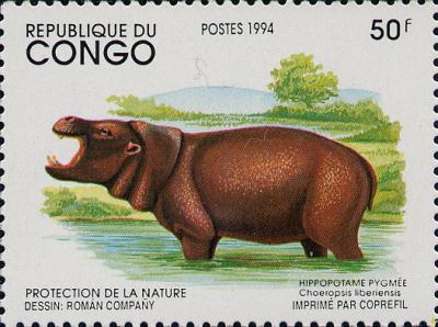 Hippopotame nain