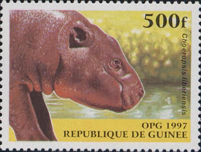 Hippopotame nain
