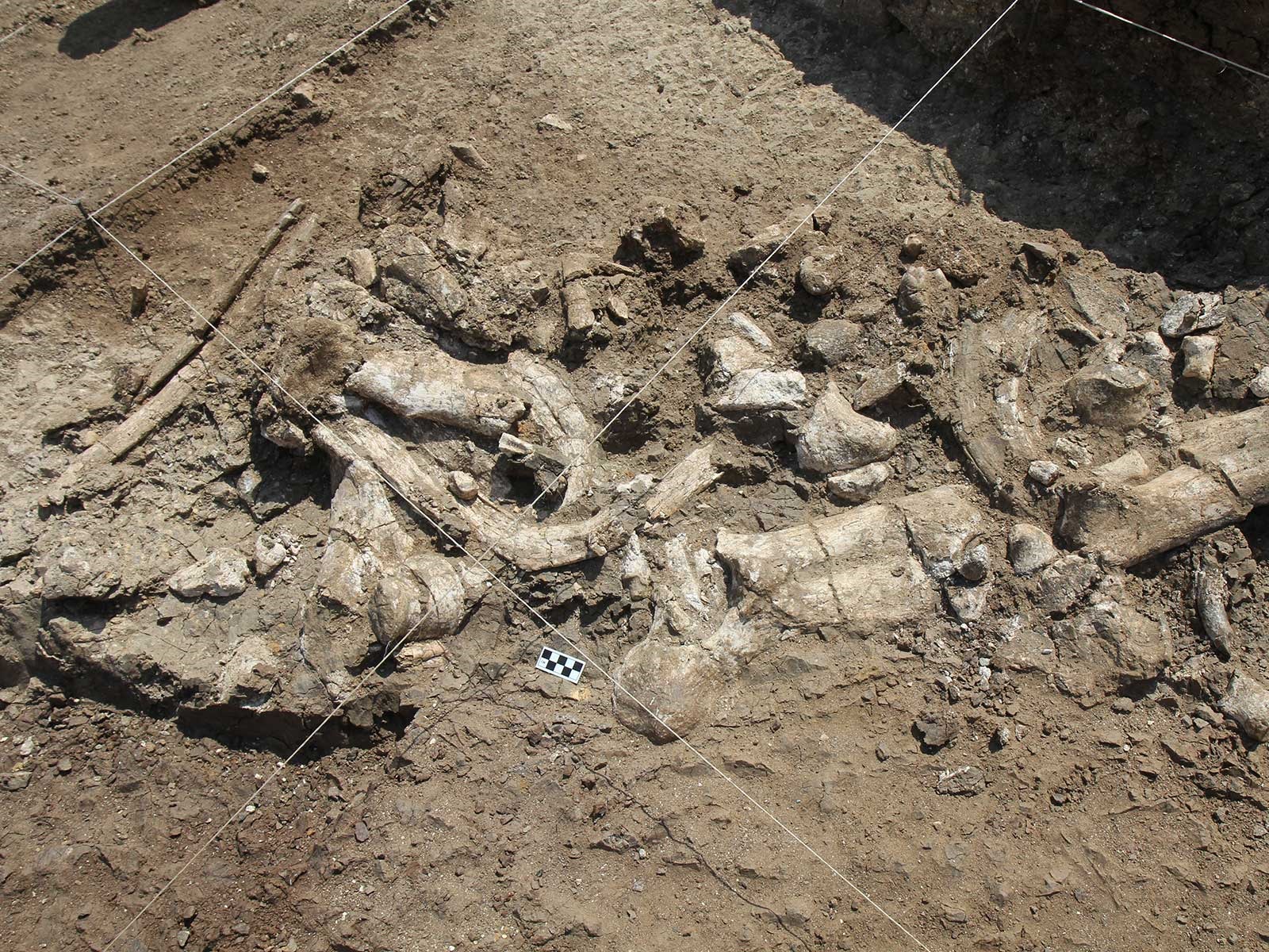 Squelette d'un hippopotame & outils Oldowayens au Kenya vieux de 2,9 millions d'années.
