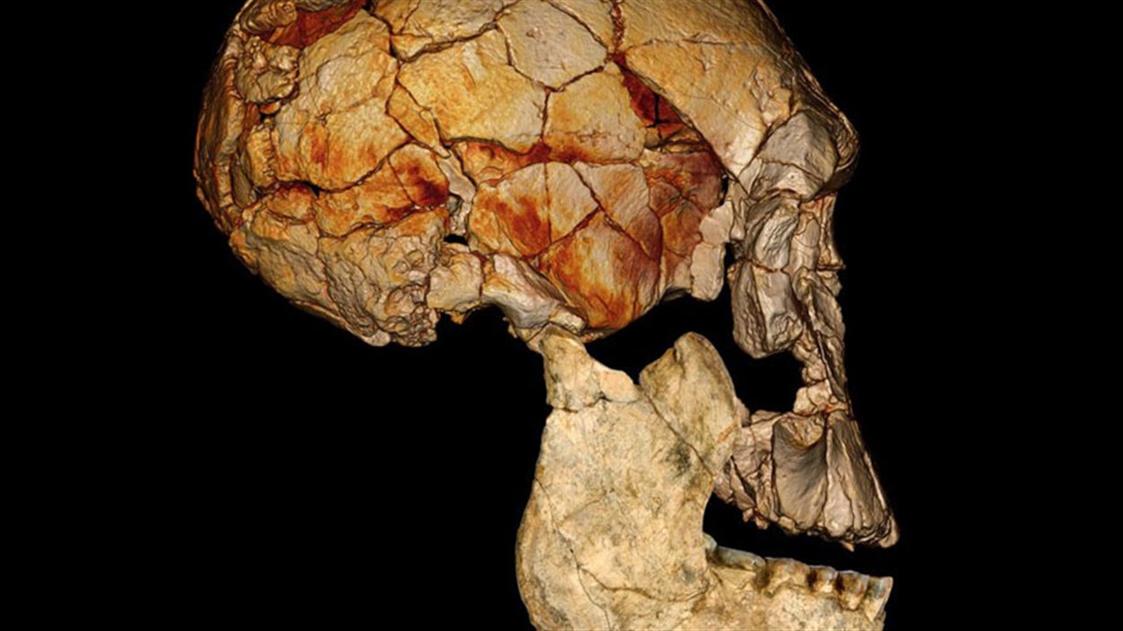 Crâne d'un homo rudolfensis