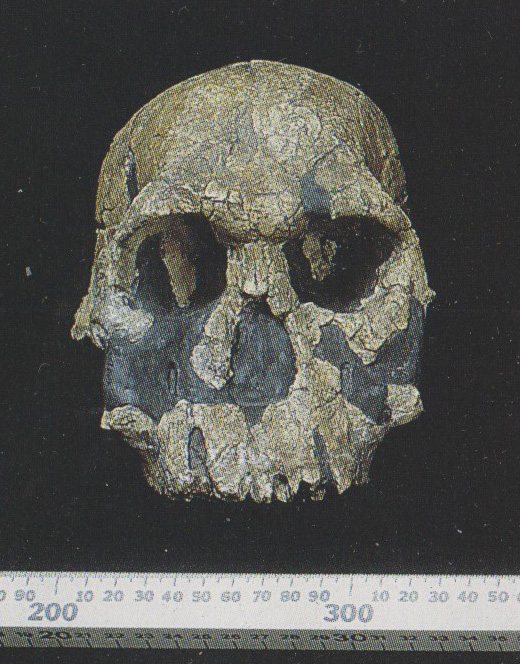 Crâne d'un homo rudolfensis