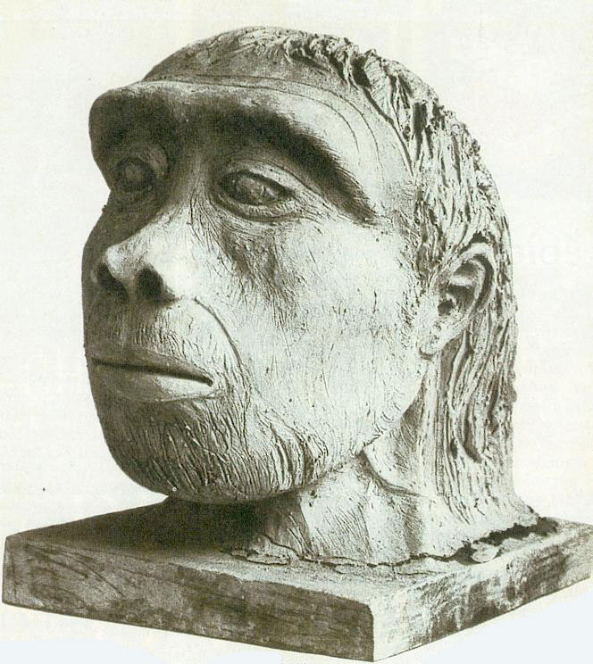 Homo erectus