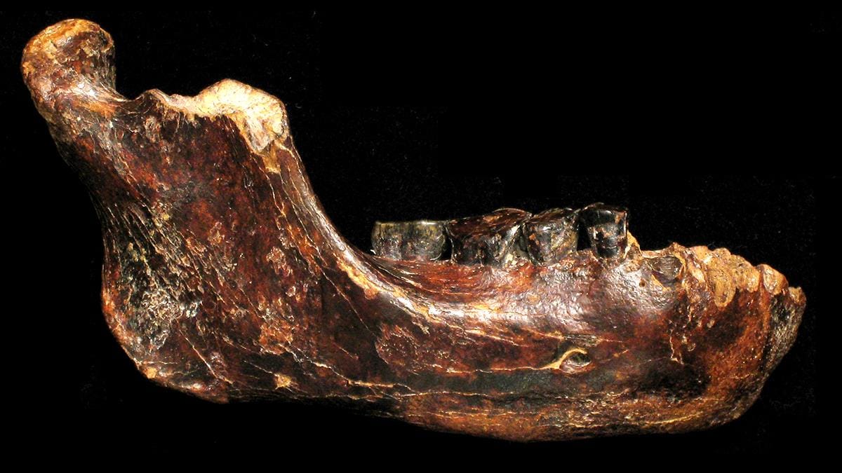 Mâchoire de l'espèce Homo denisovensis de l'ère Pléistocène à Taïwan.