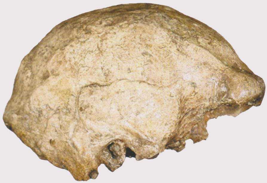Calotte crânienne Ngandong 12, d'un homo erectus, en Indonésie