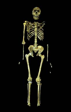 Homo ergaster