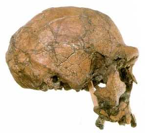 Homo Erectus