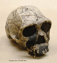 Homo Erectus