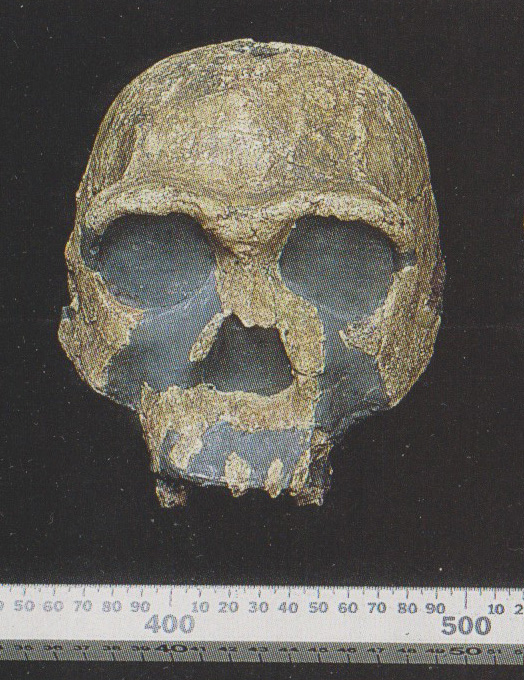 Homo Erectus