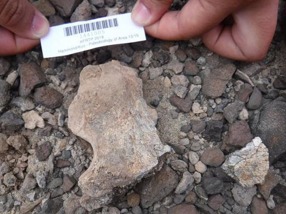 Homo Erectus