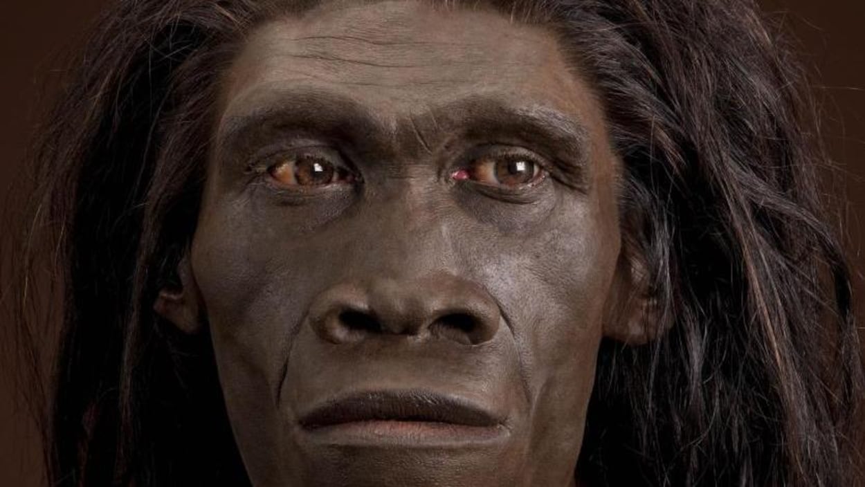 Homo erectus