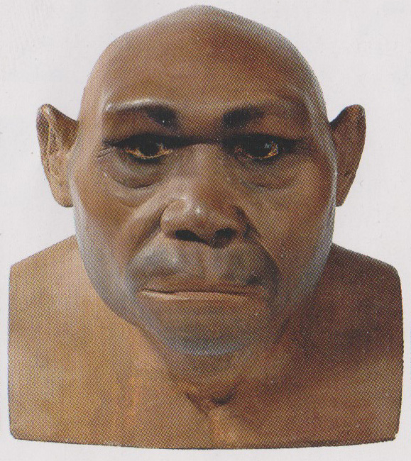 Homo erectus