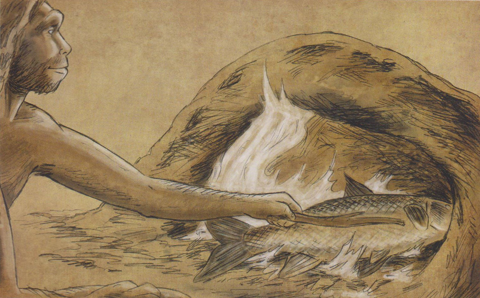 Cuisson du poisson par l'homo ergaster, il y a 780 000 ans.