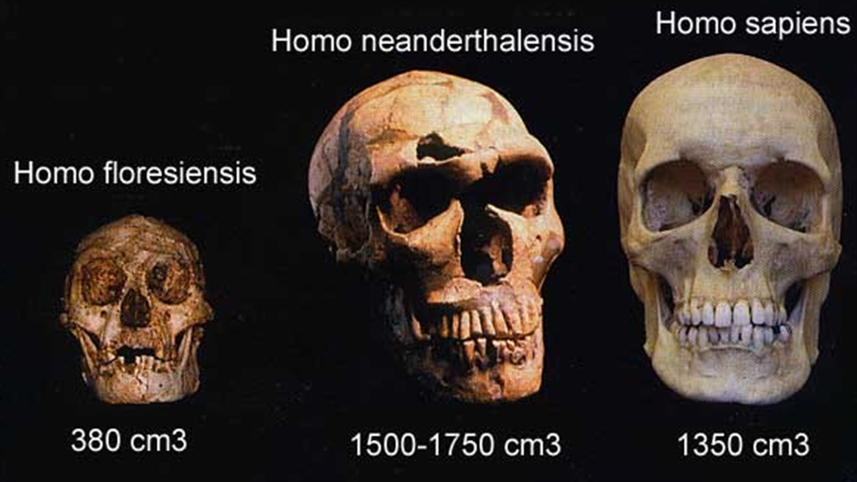 Crânes comparatifs
