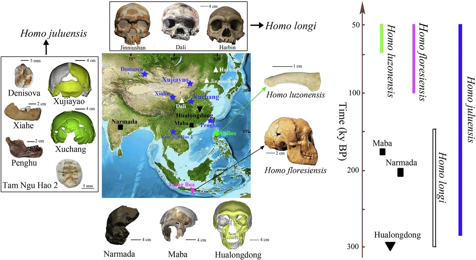 Fragments humains d'Homo Juluensis & Denisova, Homo Longi, Homo Luzonensus, Homo Floresiensis.