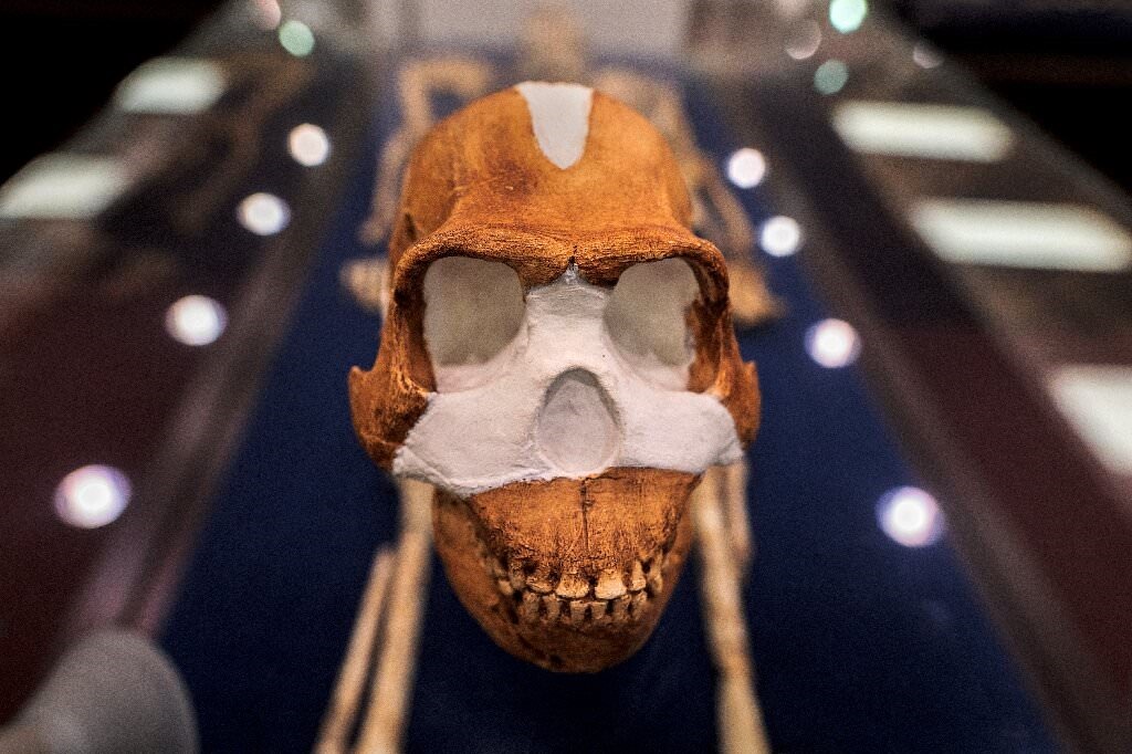 Reconstitution du crâne de l'Homo naledi.