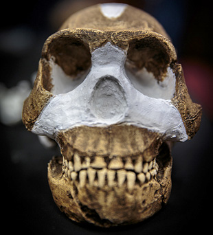 Crâne de l'Homo naledi