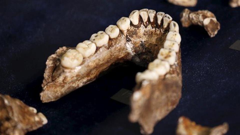 Mâchoire inférieure de l'Homo naledi