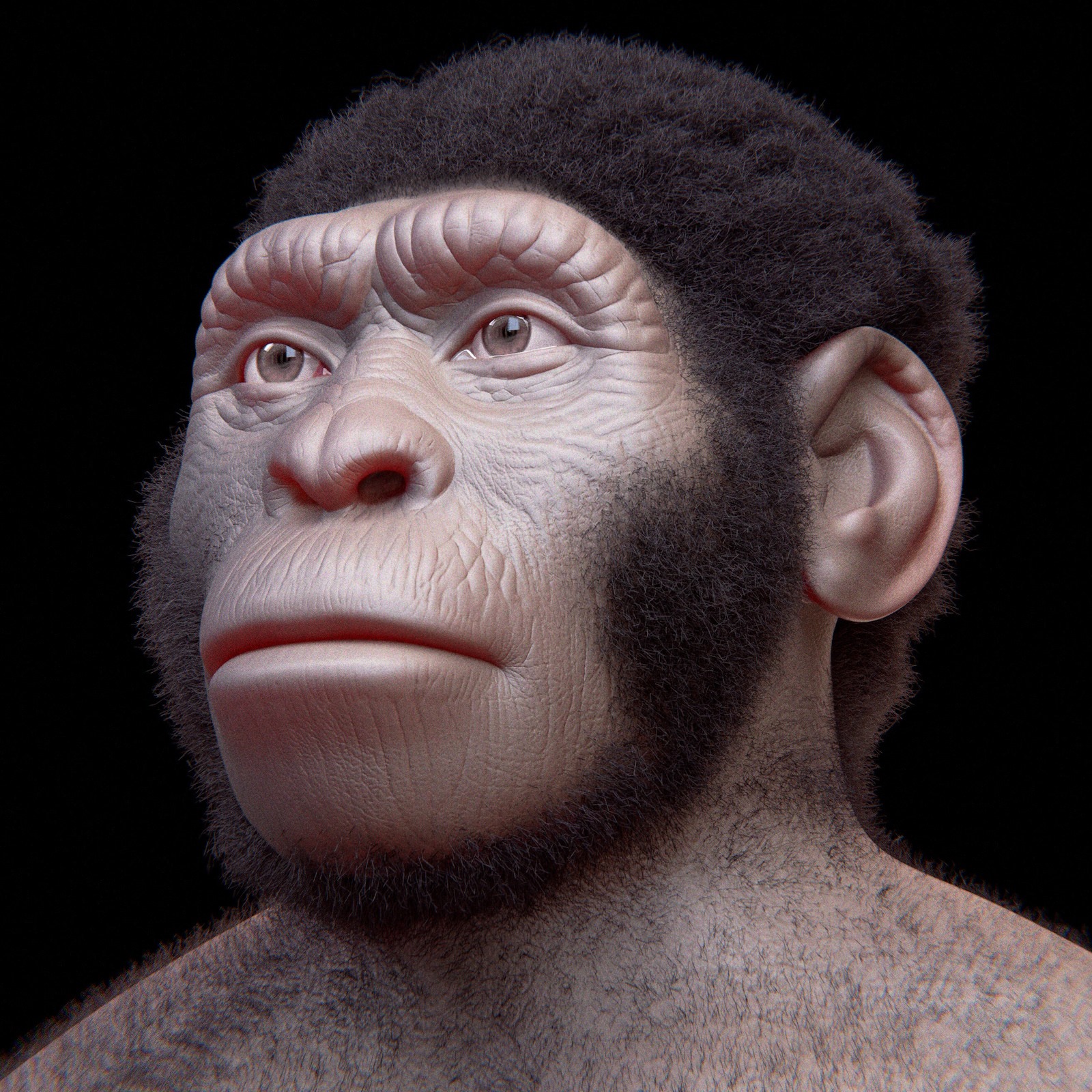 Reconstitution faciale de l'Homo naledi