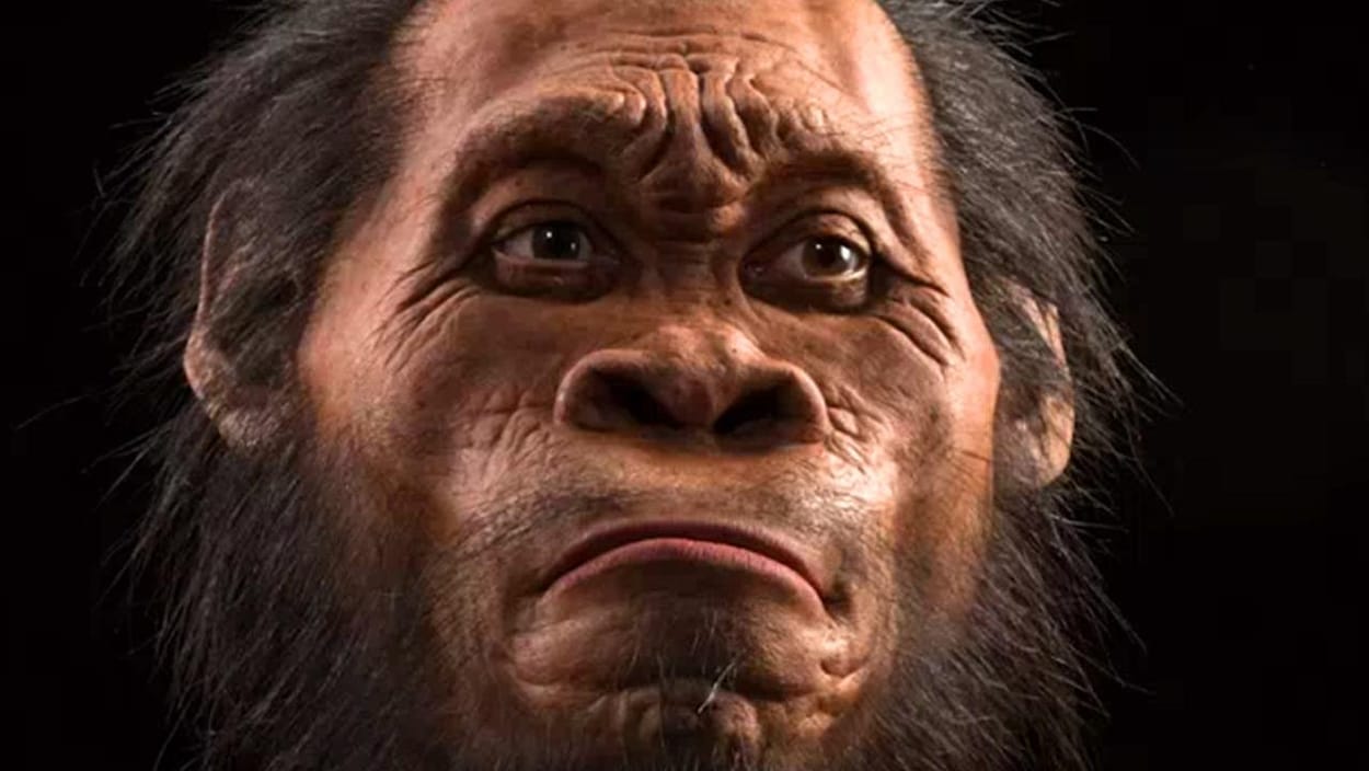 Homo naledi