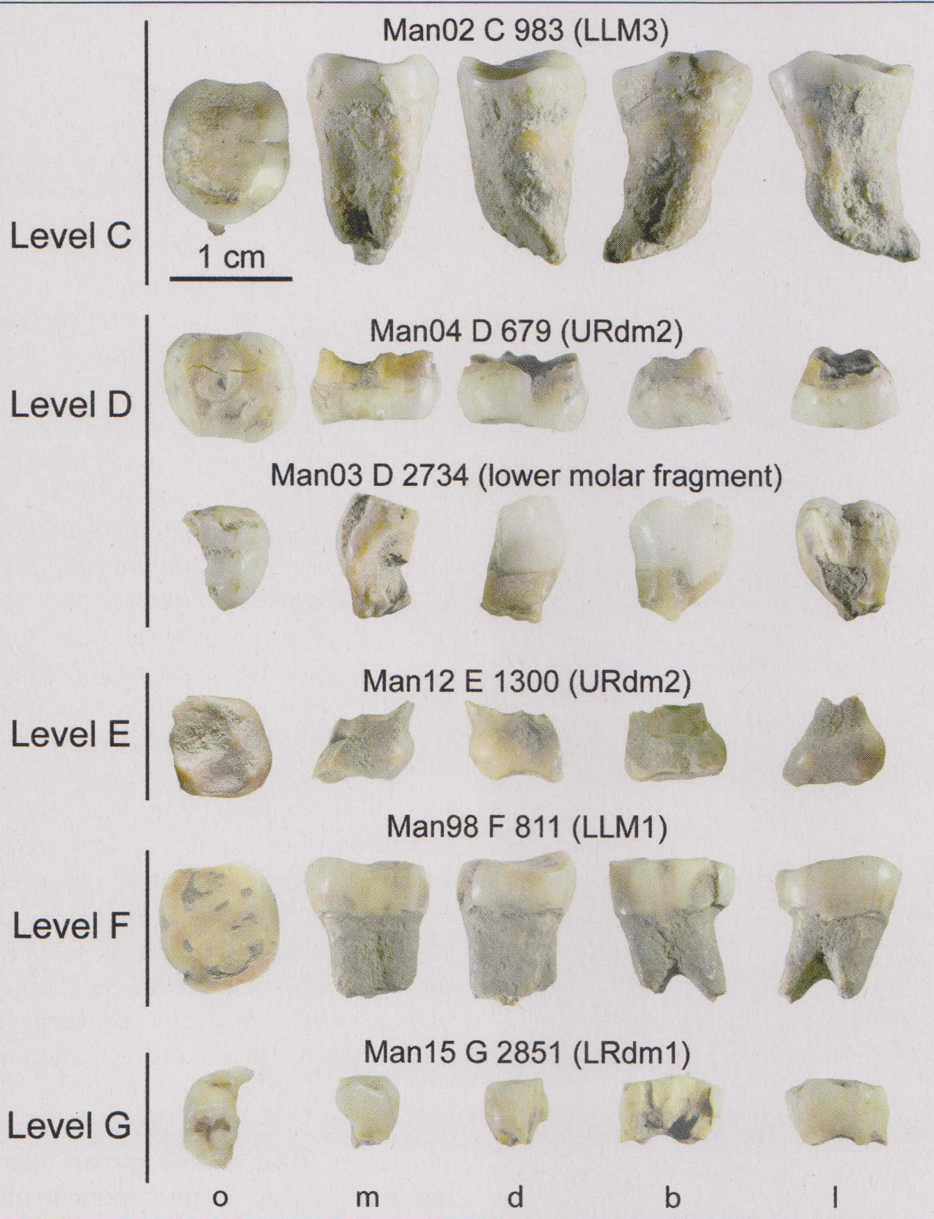 Homo néandertalien versus Homo sapiens, grotte Mandrin dans la Drôme.